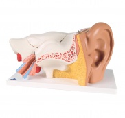 MÔ HÌNH GIẢI PHẪU TAI, 3 LẦN KÍCH THƯỚC THẬT, 6 PHẦN